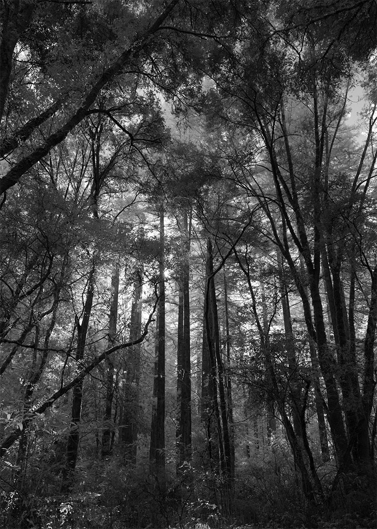 Infrared Vertical Panorama of Cathedral-Column-Like Redwoods in Dark Forest